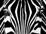 Black & White I (Zebra)