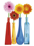 Four Gerberas