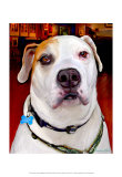 Sonny American Bulldog