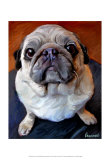 Pug on a Rug
