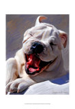 Bull Dog Joyride