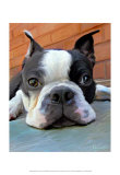Moxley Boston Terrier