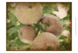 Vintage Apples IV