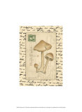 Mushrooms I