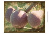 Vintage Apples I