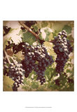 Vintage Grape Vines I