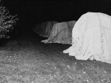 California Citrus Heritage Recording Project  Tenting Citrus Trees at Night  Riverside County  1930
