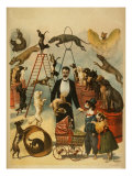Trained Dog Act  Probably One That Performed in Vaudeville as an Independent Act 1899