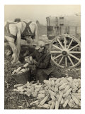 Farmer Collecting Husked Corn to Load into a Horse Drawn Wagon in Washington County  Maryland  1937