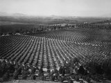 California Citrus Heritage Recording Project  Arlington Heights Citrus Groves  Riverside Co  1930
