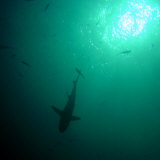 Shark Silhouetted in the Sun
