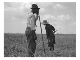 Cotton Sharecroppers Weeding their Small Cotton Crop in Greene County Georgia