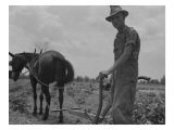 Son of Sharecropper Family at Work Cultivating a Cotton Field  Chesnee  South Carolina  June 1937