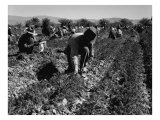 Carrot Pullers Harvesting in Coachella Valley  California  Feb 1937