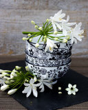 Flowers in a Bowl