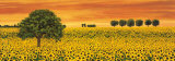 Field of Sunflowers