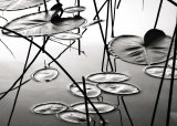 Lily Pads at Dusk
