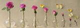 A Rose over Time