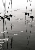Tall Reeds Reflected