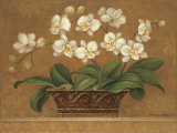 Orchid Tapestry