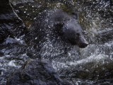 A black bear hunting for salmon in Anan Creek