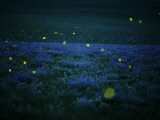 Lightning bugs and wild alfalfa blanket the prairie