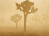 A dust storm covers a sparse stand of Joshua trees in Lee Flat