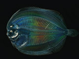 This larval flounder is hidden from predators by transparency
