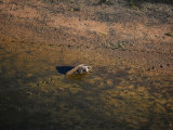 A giant anteater tracks its way along the shoreline of a lagoon