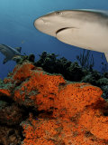 Caribbean reef sharks swimming in the waters off the Bahama Islands