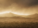 Winds blow sand across a flat  past mesquite and arrowweed bushes