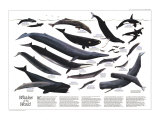 Whales Of The World Map