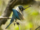 A collared kingfisher perches and preens in the mangroves
