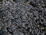 A large herd of cattle being driven to richer grasslands