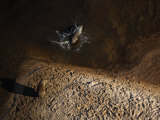One capybara dives into the Rio Negro while another sits on its bank
