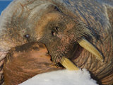 An Atlantic walrus living on the pack ice in Foxe Basin