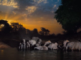 Elephants drink at the last remaining water hole during dry season