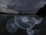 Moon jellyfish rise at nightfall off the island of Gam