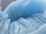 A kittiwake soars over a large iceberg in a fiord in Svalbard