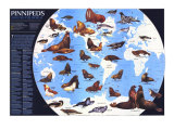 Pinnipeds Around The World Map 1987