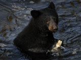 A black bear feeds on salmon in Anan Creek