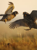 A pair of prairie chickens face off in dramatic aerial jousts