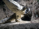 A remote camera captures a crocodile exiting its cave