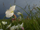 An evening primrose in bloom