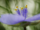 A bracted spiderwort flower in bloom