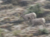 Nimble bighorn sheep sprint over steep slopes in an early snowfall