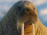 An Atlantic walrus living on the pack ice in Foxe Basin