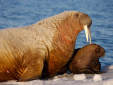 Atlantic walrus raising their young on the pack ice in Foxe Basin