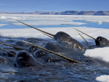 A pod of male narwhals gather at the Arctic ice edge to eat cod