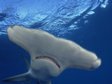 A great hammerhead shark